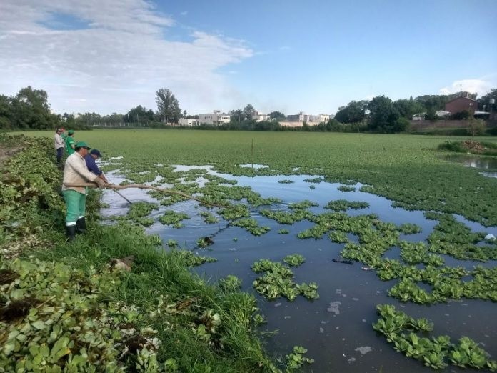 Controlarán vegetación de las lagunas con insectos que se alimentan de esa maleza