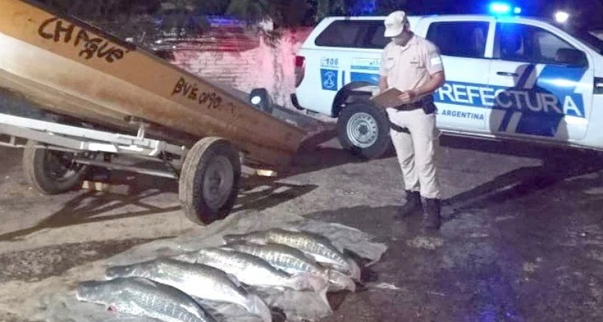 En Corrientes incautaron 150 kilos de surubíes