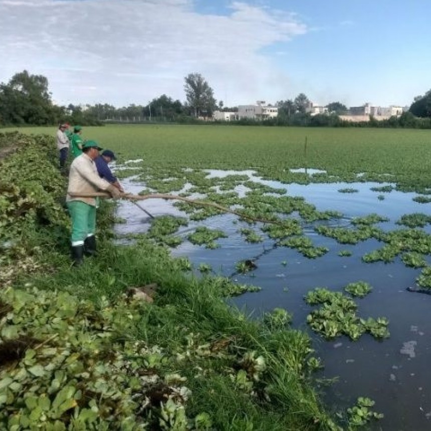 Controlarán vegetación de las lagunas con insectos que se alimentan de esa maleza