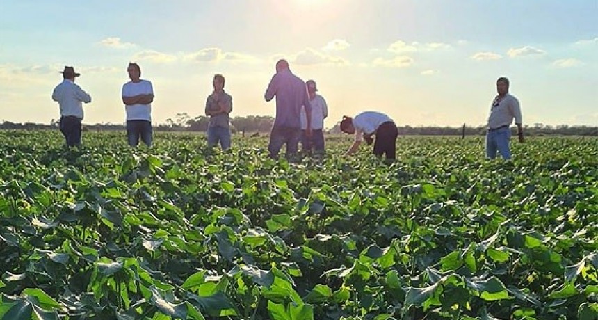 Por razones climáticas en el Chaco se perdieron 25 mil hectáreas de algodón